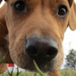 Meet your Posher, Vincent